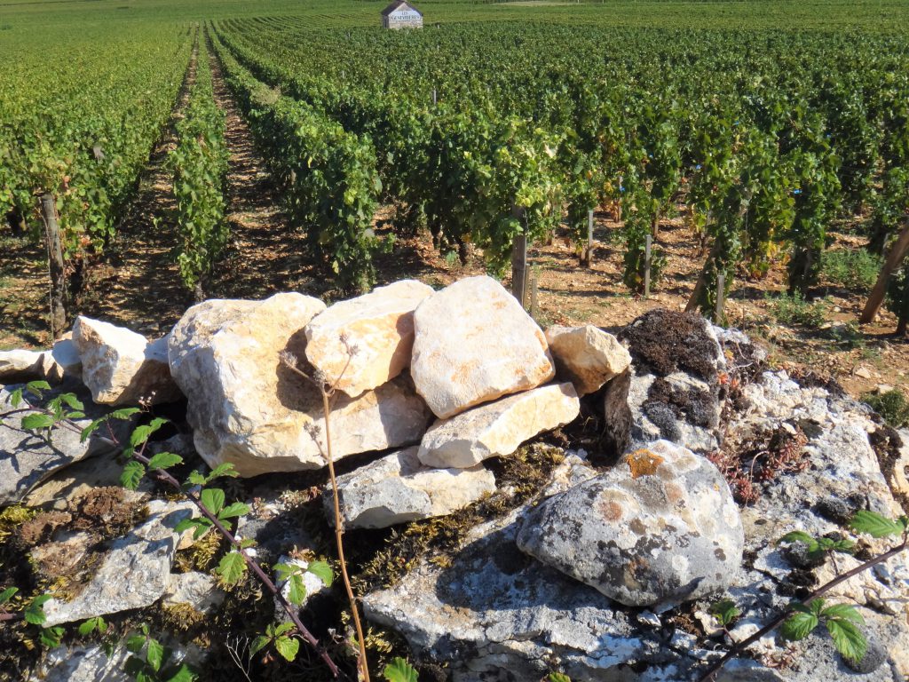 フランスワインテロワール・アトラス : フランスぶどう畑大図鑑