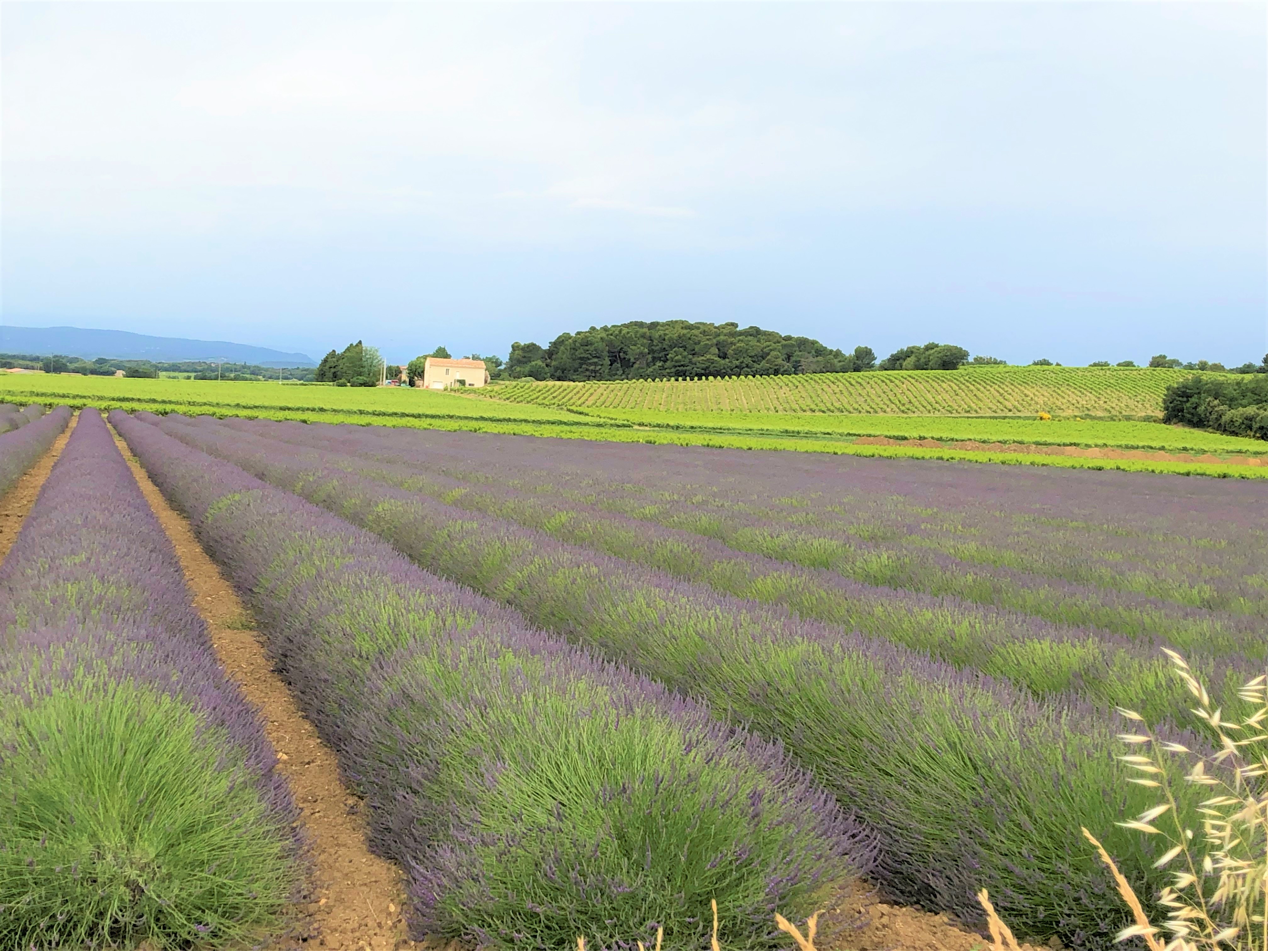 lavande-vigne-ぶどう畑とラベンダー畑
